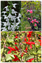 Load image into Gallery viewer, Mixed Tropical Sage - Salvia coccinea (1 gal.)