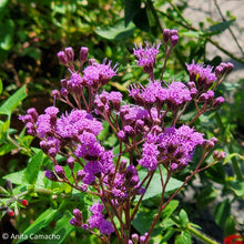 Load image into Gallery viewer, Vanilla Plant (Vanillaleaf) - Carphephorus odoratissimus (1 gal.)