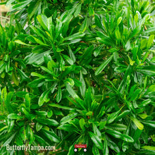 Load image into Gallery viewer, Varnish Leaf - Dodonaea viscosa 3 Gal