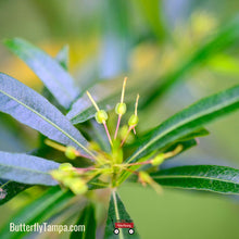 Load image into Gallery viewer, Varnish Leaf - Dodonaea viscosa 3 Gal