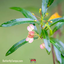 Load image into Gallery viewer, Varnish Leaf - Dodonaea viscosa 3 Gal