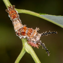 Load image into Gallery viewer, Coastal Plain Willow - Salix caroliniana (3 Gal.)