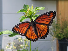 Load image into Gallery viewer, Coastal Plain Willow - Salix caroliniana (3 Gal.)