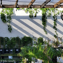 Load image into Gallery viewer, Virginia Creeper - Parthenocissus quinquefolia (1 gal.)