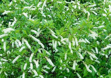 Load image into Gallery viewer, Virginia Sweetspire - Itea virginica 'Henry's Garnet' (3 Gal.)