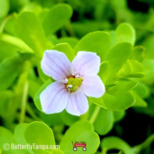 Load image into Gallery viewer, Water Hyssop - Bacopa monnieri (1 gal.)