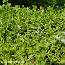 Load image into Gallery viewer, Water Hyssop - Bacopa monnieri (1 gal.)