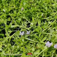Load image into Gallery viewer, Water Hyssop - Bacopa monnieri (1 gal.)