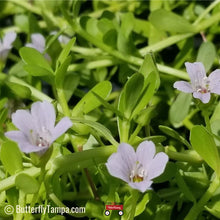 Load image into Gallery viewer, Water Hyssop - Bacopa monnieri (1 gal.)
