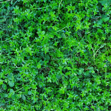 Load image into Gallery viewer, Water Hyssop - Bacopa monnieri (1 gal.)