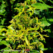 Load image into Gallery viewer, Wax Myrtle Don's Dwarf - Morella cerifera “don's dwarf" (3 Gal.)