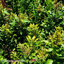 Load image into Gallery viewer, Wax Myrtle Don's Dwarf - Morella cerifera “don's dwarf" (3 Gal.)