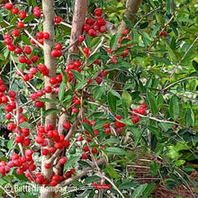 Load image into Gallery viewer, Weeping Holly - Ilex vomitoria pendula (3 Gal.)