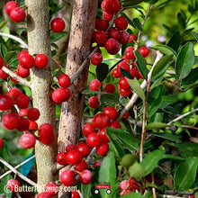 Load image into Gallery viewer, Weeping Holly - Ilex vomitoria pendula (3 Gal.)