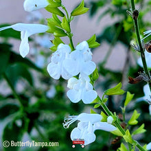 Load image into Gallery viewer, Tropical Sage - Salvia coccinea (1 gal.)