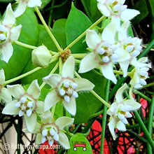 Load image into Gallery viewer, White Twinevine Milkweed - Funastrum clausum (formerly known as Sarcostemma clausum)
