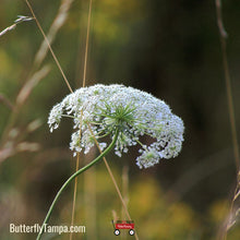 Load image into Gallery viewer, White Yarrow- Achillea millefolium
