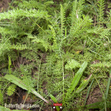 Load image into Gallery viewer, White Yarrow- Achillea millefolium