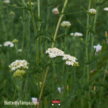 Load image into Gallery viewer, White Yarrow- Achillea millefolium
