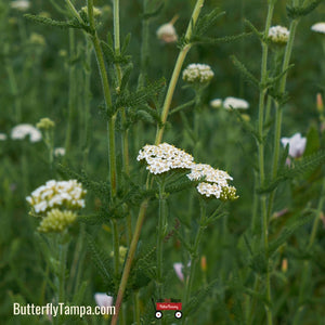 White Yarrow- Achillea millefolium