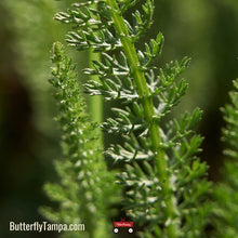 Load image into Gallery viewer, White Yarrow- Achillea millefolium