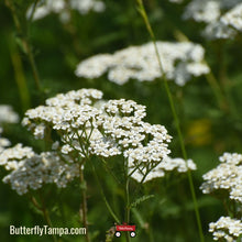 Load image into Gallery viewer, White Yarrow- Achillea millefolium
