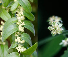 Load image into Gallery viewer, White Flower Passionflower - Passiflora multiflora (1 &amp; 3 gal.)
