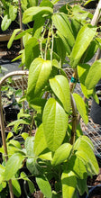 Load image into Gallery viewer, White Flower Passionflower - Passiflora multiflora (1 &amp; 3 gal.)
