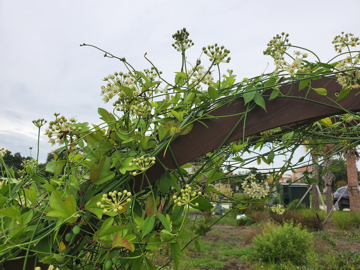 White Twinevine Milkweed - Funastrum clausum (formerly known as Sarcos