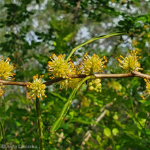 Load image into Gallery viewer, Wild Lime- Zanthoxylum fagara
