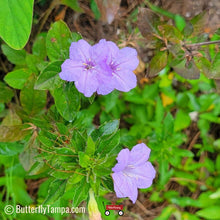 Load image into Gallery viewer, Wild Petunia - Ruellia Caroliniensis (1 & 3 gal.)