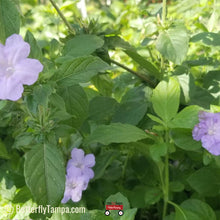 Load image into Gallery viewer, Wild Petunia - Ruellia Caroliniensis (1 &amp; 3 gal.)
