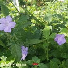 Load image into Gallery viewer, Wild Petunia - Ruellia Caroliniensis (1 & 3 gal.)