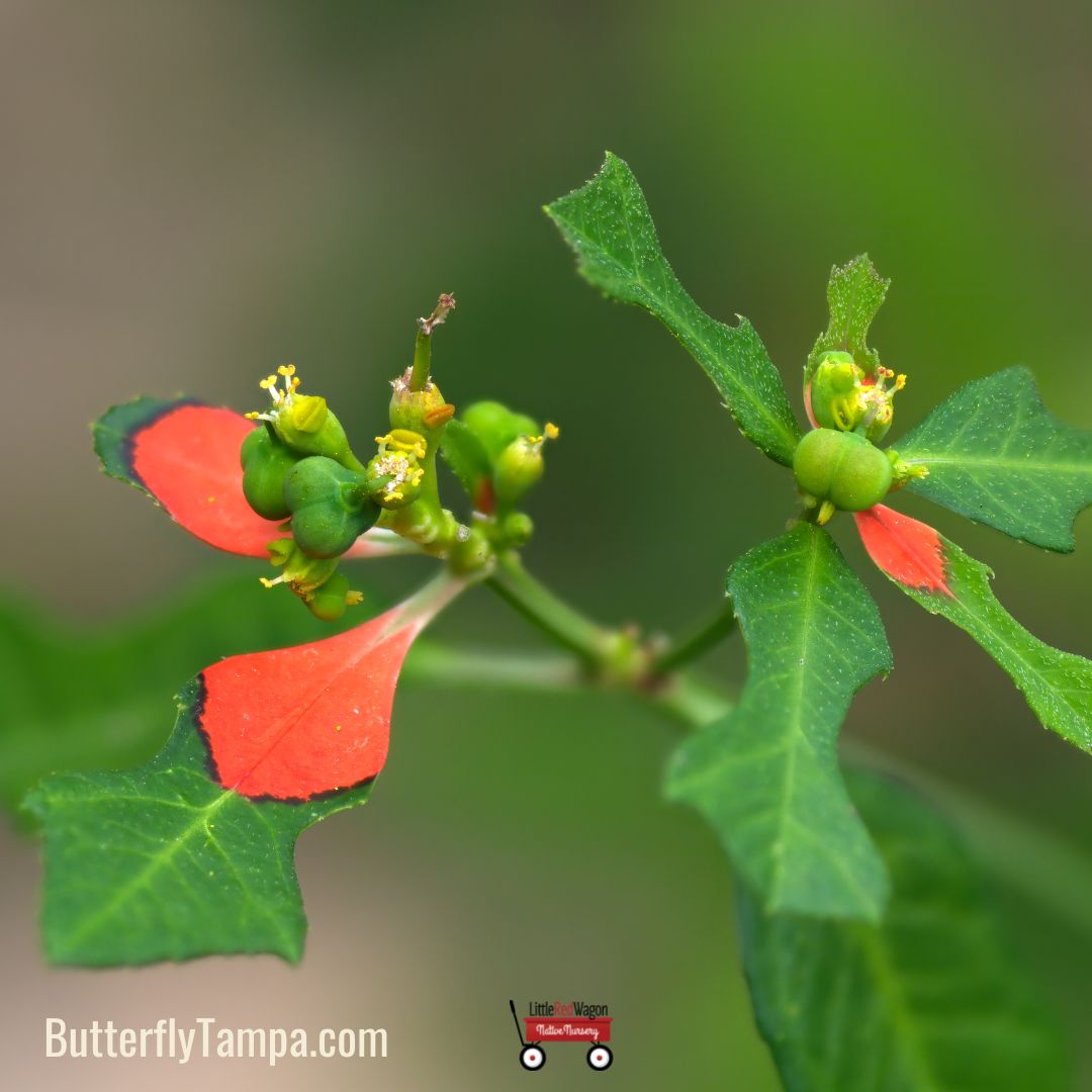 Wild Poinsettia Paintedleaf Poinsettia Cyathophora Little Red Wagon Native Nursery