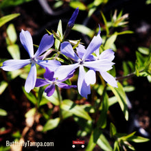 Load image into Gallery viewer, Woodland Phlox - Phlox divaricata (1 Gal.)
