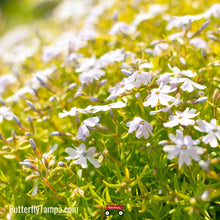 Load image into Gallery viewer, Woodland Phlox - Phlox divaricata (1 Gal.)