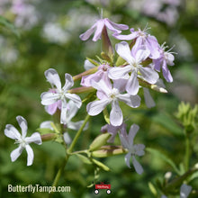 Load image into Gallery viewer, Woodland Phlox - Phlox divaricata (1 Gal.)