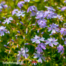 Load image into Gallery viewer, Woodland Phlox - Phlox divaricata (1 Gal.)
