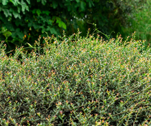 Load image into Gallery viewer, Dwarf Yaupon Holly - Ilex vomitoria (3 Gal.)
