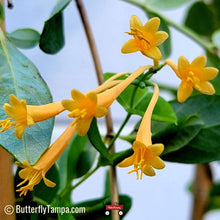 Load image into Gallery viewer, Yellow Honeysuckle - Lonicera sempervirens f. sulphurea (3 gal.)