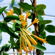 Load image into Gallery viewer, Yellow Honeysuckle - Lonicera sempervirens f. sulphurea (3 gal.)