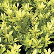 Load image into Gallery viewer, Yellow Anise - Illicium parviflorum (3 gal.)