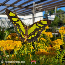 Load image into Gallery viewer, Yellowtop - Flavaria linearis (1 Gal)