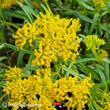 Load image into Gallery viewer, Yellowtop - Flavaria linearis (1 Gal)