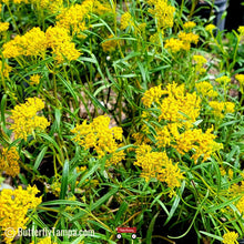 Load image into Gallery viewer, Yellowtop - Flavaria linearis (1 Gal)