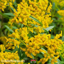 Load image into Gallery viewer, Yellowtop - Flavaria linearis (1 Gal)