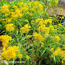 Load image into Gallery viewer, Yellowtop - Flavaria linearis (1 Gal)