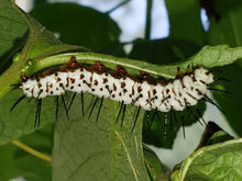 Load image into Gallery viewer, Maypop Passionflower - Passiflora incarnata (1 & 3 gal.)