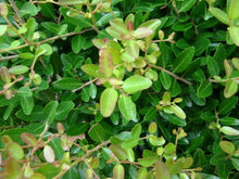 Load image into Gallery viewer, Dwarf Yaupon Holly - Ilex vomitoria (3 Gal.)