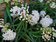 Load image into Gallery viewer, Aquatic Milkweed - Asclepias perennis (4" & 1 gal.)